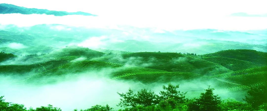 高山富硒有机茶(高山富硒绿茶)-硒宝网