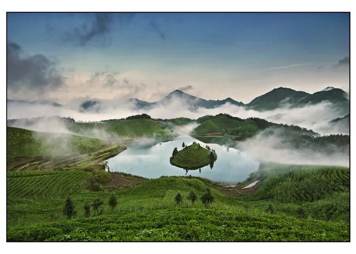 高山富硒有机茶(高山富硒绿茶)-硒宝网