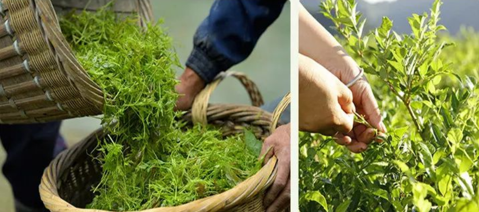 藤茶是富硒茶吗（富硒滕茶的功效）-硒宝网