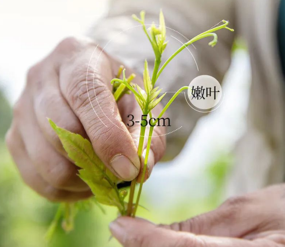 藤茶是富硒茶吗（富硒滕茶的功效）-硒宝网