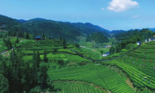 富硒藤茶是莓茶(茶莓富硒藤茶是凉性的吗)-硒宝网