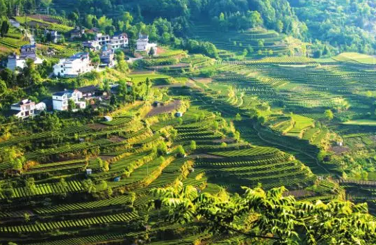 富硒藤茶是莓茶(茶莓富硒藤茶是凉性的吗)-硒宝网