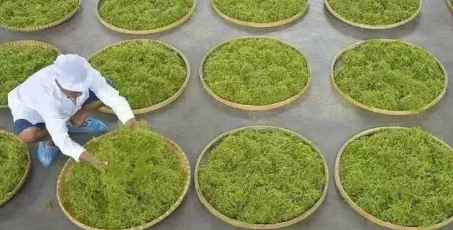 富硒藤茶是莓茶(茶莓富硒藤茶是凉性的吗)-硒宝网