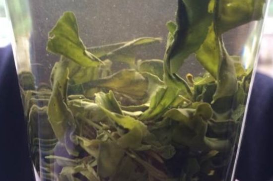 凤岗富锌富硒茶（正宗富锌富硒茶产地直供）-硒宝网