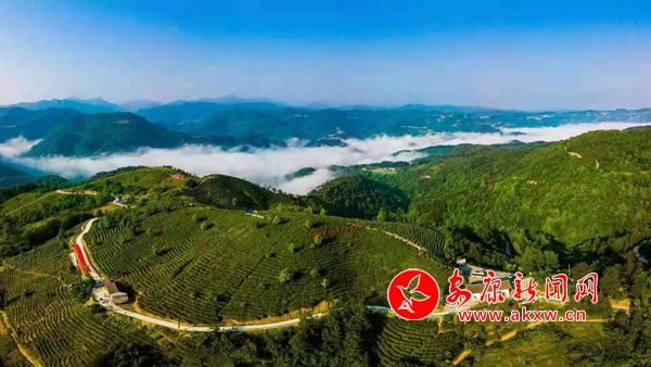 富硒茶为什么好（富硒茶中的硒指什么）-硒宝网