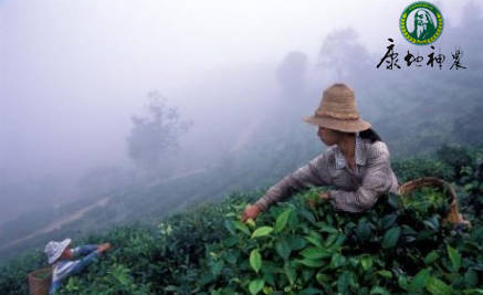 富硒有机茶红茶（富硒红茶的口感）-硒宝网