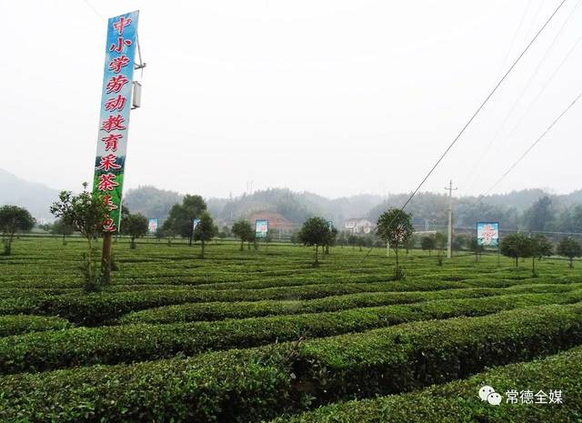 富硒常德野茶王(富硒村野山茶)-硒宝网