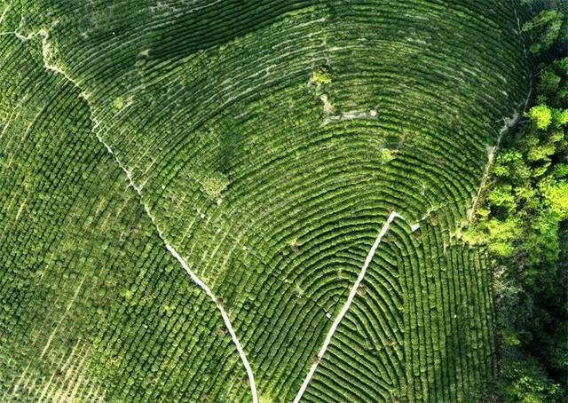 郧西有富硒茶吗（湖北富硒茶多少钱一斤）-硒宝网