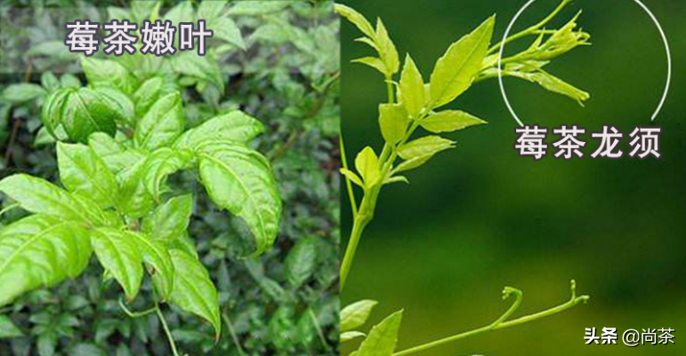 藤茶是富硒茶吗(富硒藤茶什么牌子的好)-硒宝网