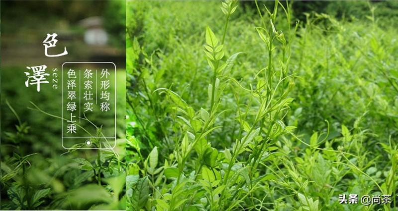 藤茶是富硒茶吗(富硒藤茶什么牌子的好)-硒宝网