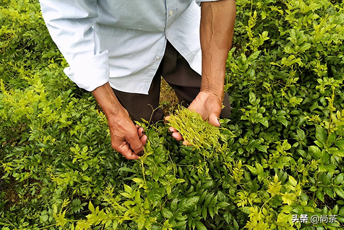 藤茶是富硒茶吗(富硒藤茶什么牌子的好)-硒宝网