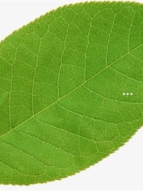 富硒茶的功效6(富硒茶的营养价值)-硒宝网