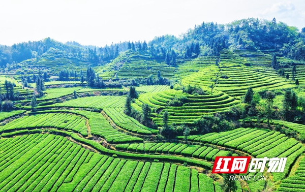 富硒常德野茶王(富硒野茶的功效)-硒宝网