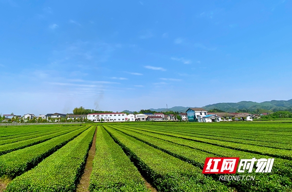 富硒常德野茶王(富硒野茶的功效)-硒宝网