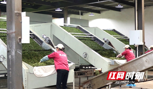 富硒常德野茶王(富硒野茶的功效)-硒宝网