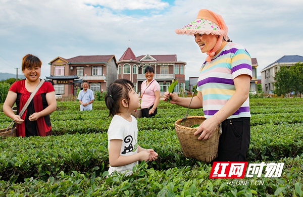 富硒常德野茶王(富硒野茶的功效)-硒宝网
