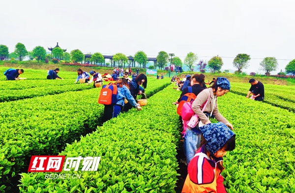 富硒常德野茶王(富硒野茶的功效)-硒宝网