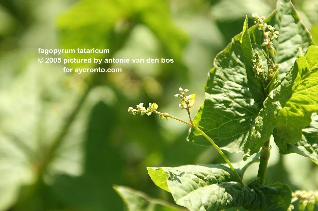 富硒荞子茶作用(茶荞子作用富硒吗)-硒宝网