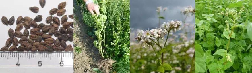 富硒荞子茶作用(茶荞子作用富硒吗)-硒宝网