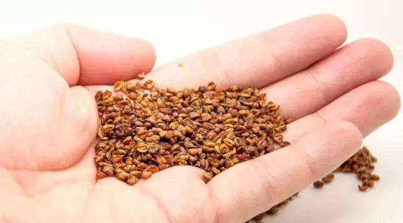 富硒荞子茶作用(茶荞子作用富硒吗)-硒宝网