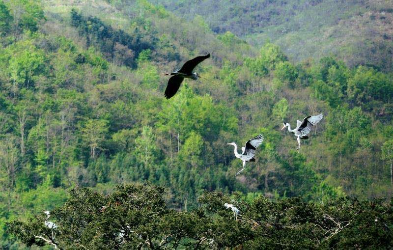 紫阳富硒茶翠锋(紫阳翠峰茶)-硒宝网