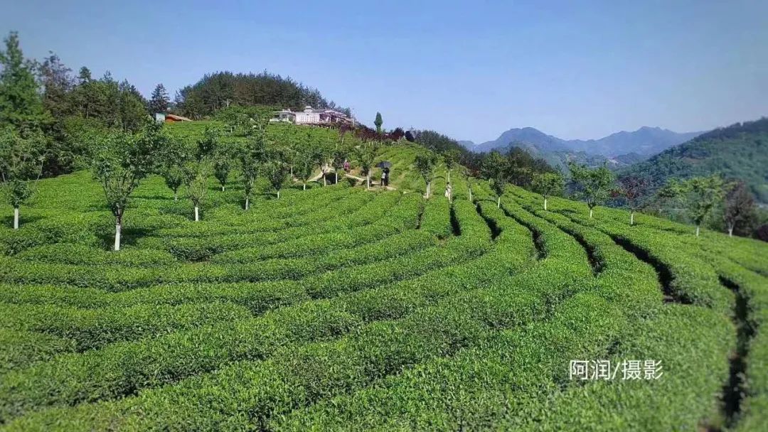 紫阳富硒茶翠锋(紫阳茶翠峰是红茶还是绿茶)-硒宝网