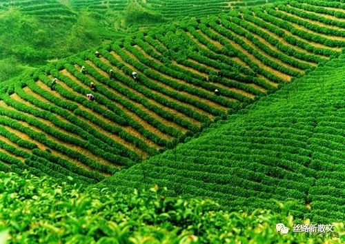 紫阳巴农富硒茶(紫阳富硒茶)-硒宝网