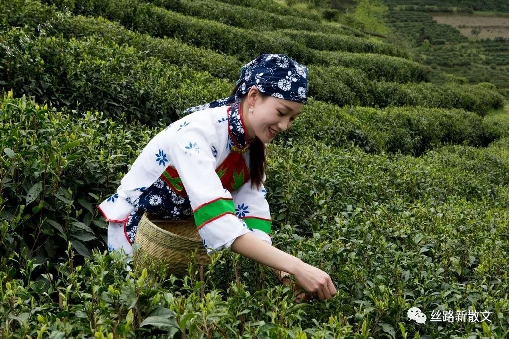 紫阳巴农富硒茶(紫阳富硒茶)-硒宝网