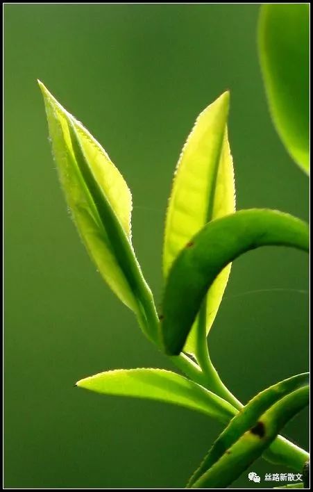 紫阳巴农富硒茶(紫阳富硒茶)-硒宝网