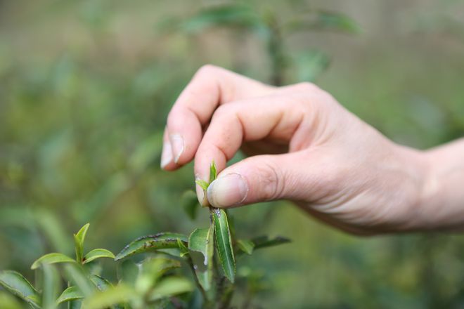 云坑富硒野生茶(富硒野茶的功效)-硒宝网