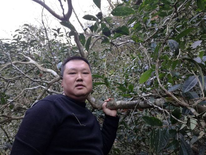 云坑富硒野生茶(富硒野茶的功效)-硒宝网