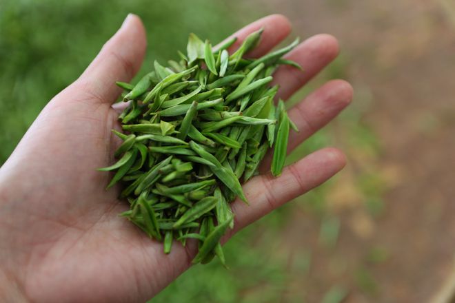 云坑富硒野生茶(富硒野茶的功效)-硒宝网