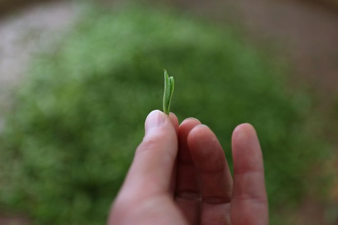 云坑富硒野生茶(富硒野茶的功效)-硒宝网