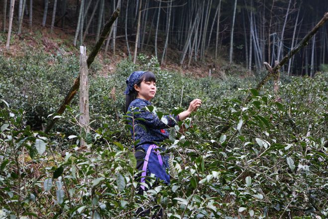 云坑富硒野生茶(富硒野茶的功效)-硒宝网