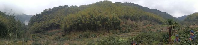 云坑富硒野生茶(富硒野茶的功效)-硒宝网