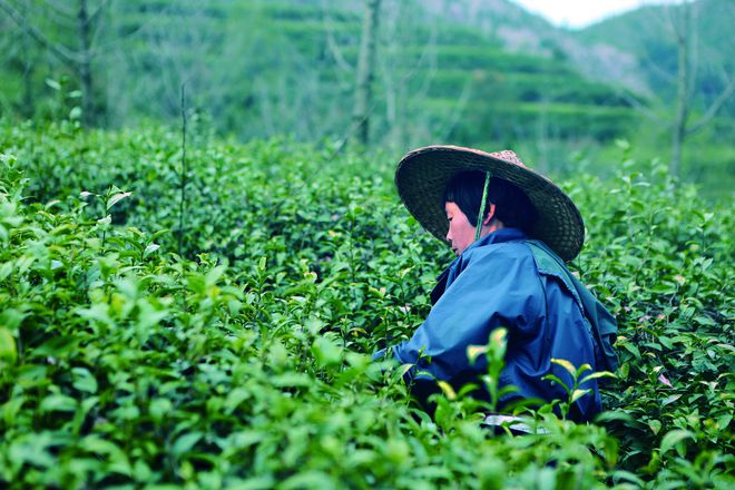 云坑富硒野生茶(富硒野茶的功效)-硒宝网