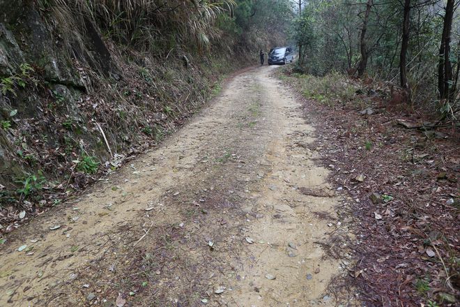 云坑富硒野生茶(富硒野茶的功效)-硒宝网