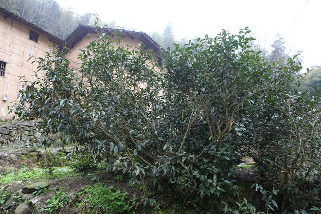 云坑富硒野生茶(富硒野茶的功效)-硒宝网