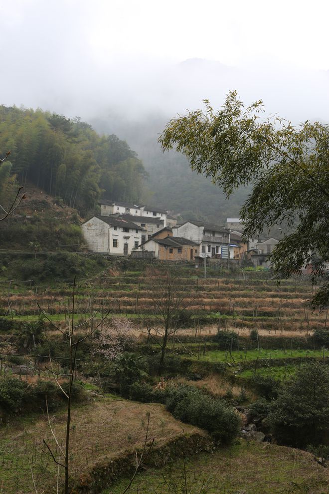 云坑富硒野生茶(富硒野茶的功效)-硒宝网