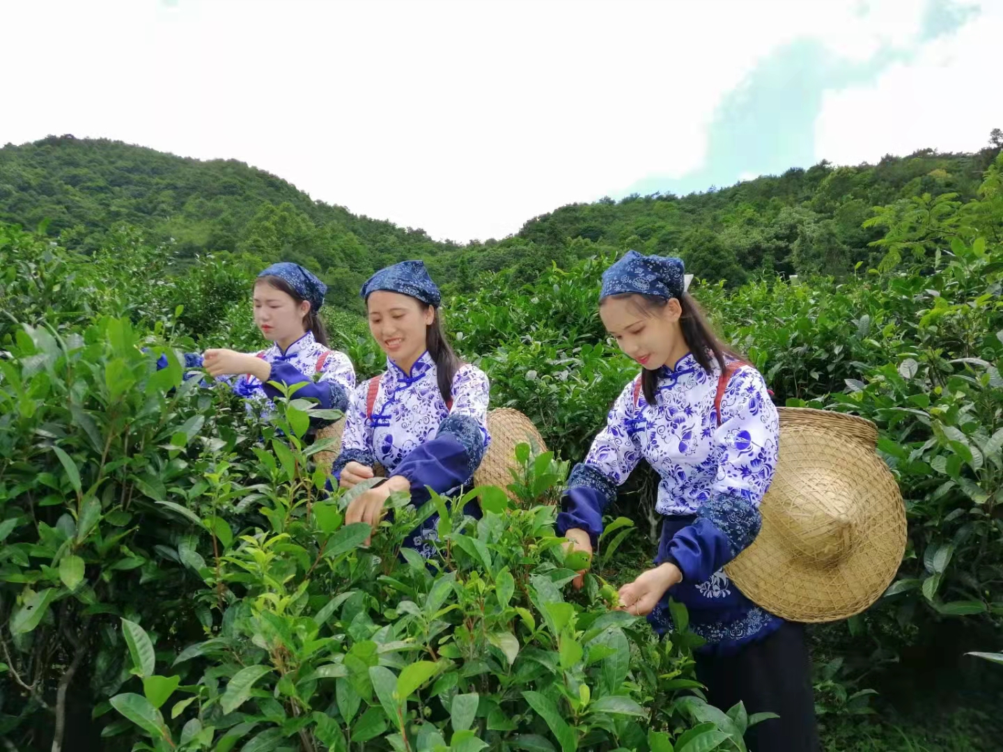 富硒毛坝茶价格(富硒茶多少钱一斤)-硒宝网