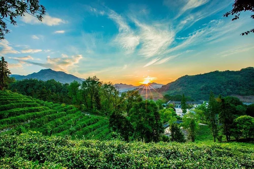 品悟非凡富硒茶（悟凡茶轩）-硒宝网