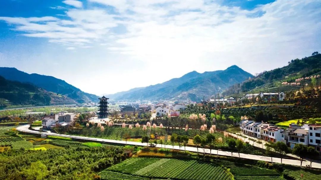 品悟非凡富硒茶（悟凡茶轩）-硒宝网