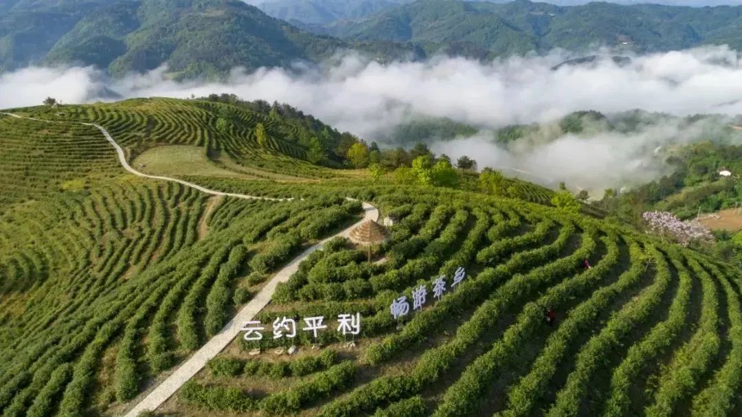 品悟非凡富硒茶（悟凡茶轩）-硒宝网