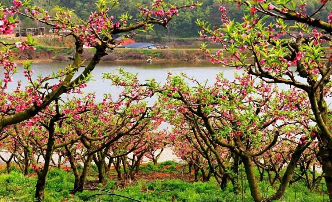 品悟非凡富硒茶（悟凡茶轩）-硒宝网
