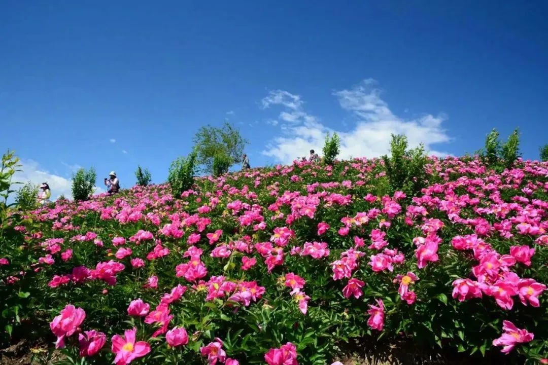 品悟非凡富硒茶（悟凡茶轩）-硒宝网