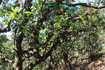 茶马古稻富硒茶（茶马古稻舒经茶的疗效）-硒宝网