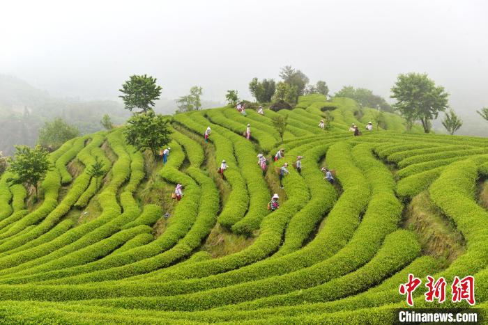 重慶江津富硒茶（江津富硒茶叶介绍）-硒宝网