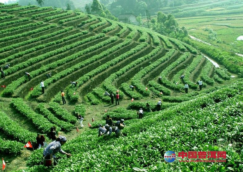 重慶江津富硒茶（江津富硒茶叶介绍）-硒宝网