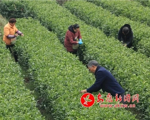 富硒茶有品牌吗(茶富硒品牌有哪些)-硒宝网
