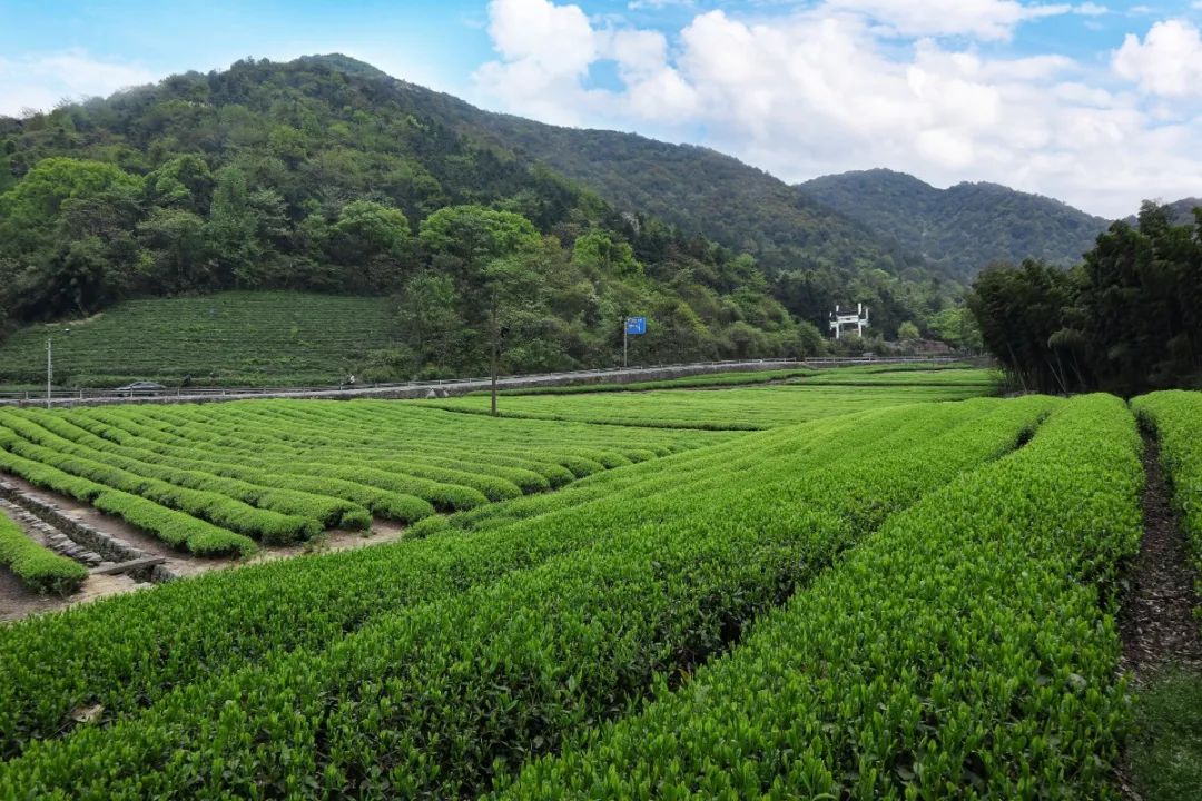 富硒茶有品牌吗(茶富硒品牌有哪些)-硒宝网